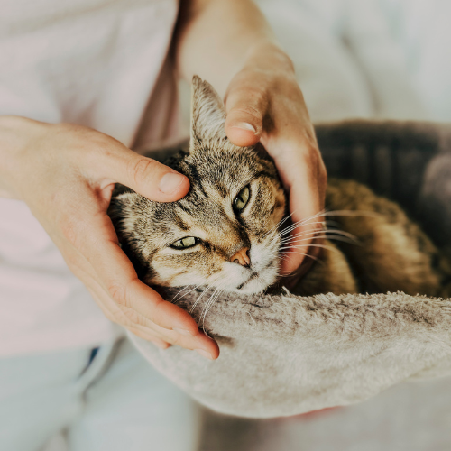Julie, la spécialiste de massage animalier, est en pleine séance de massage félin avec ses deux mains au niveau de la tête et du cou d'un chat de type européen qui est à moitié allongé sur un hamac en plaid.